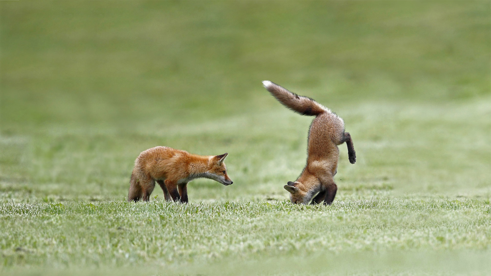 Fox kits practice their hunting skills, Quebec (© Vlad Kamenski/Shutterstock)(Bing Canada)