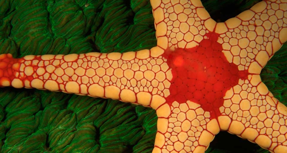奇妙的海洋生物——海星 -- Brandon Cole/Visuals Unlimited, Inc &copy; (Bing China)