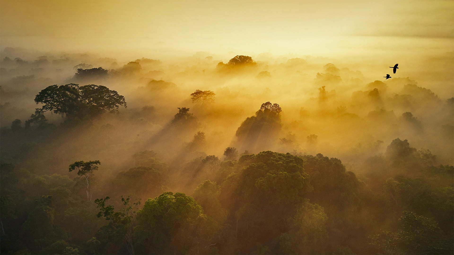 亚苏尼国家公园，厄瓜多尔 (© Paul Bertner/Minden Pictures)(Bing China)