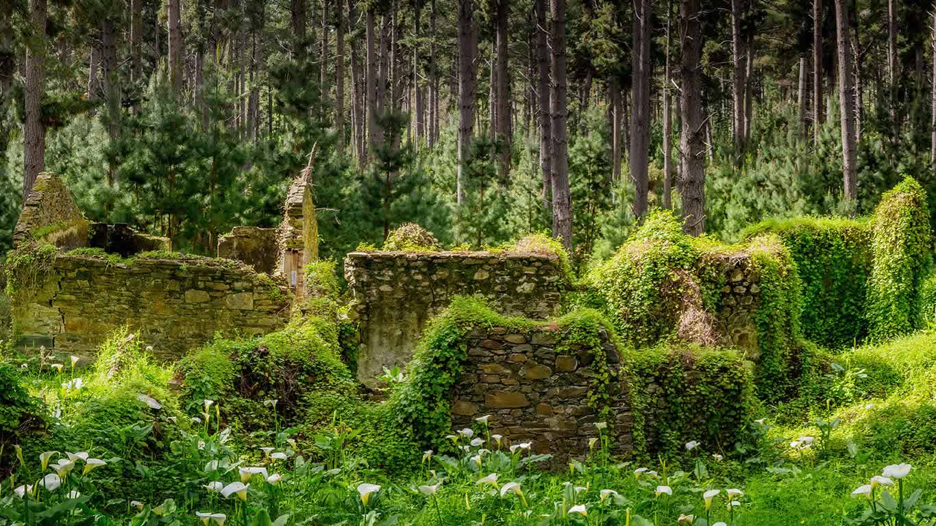 Remnants of buildings in forest, Fleurieu Peninsula, South Australia (© Scott Olver/500px)(Bing Australia)