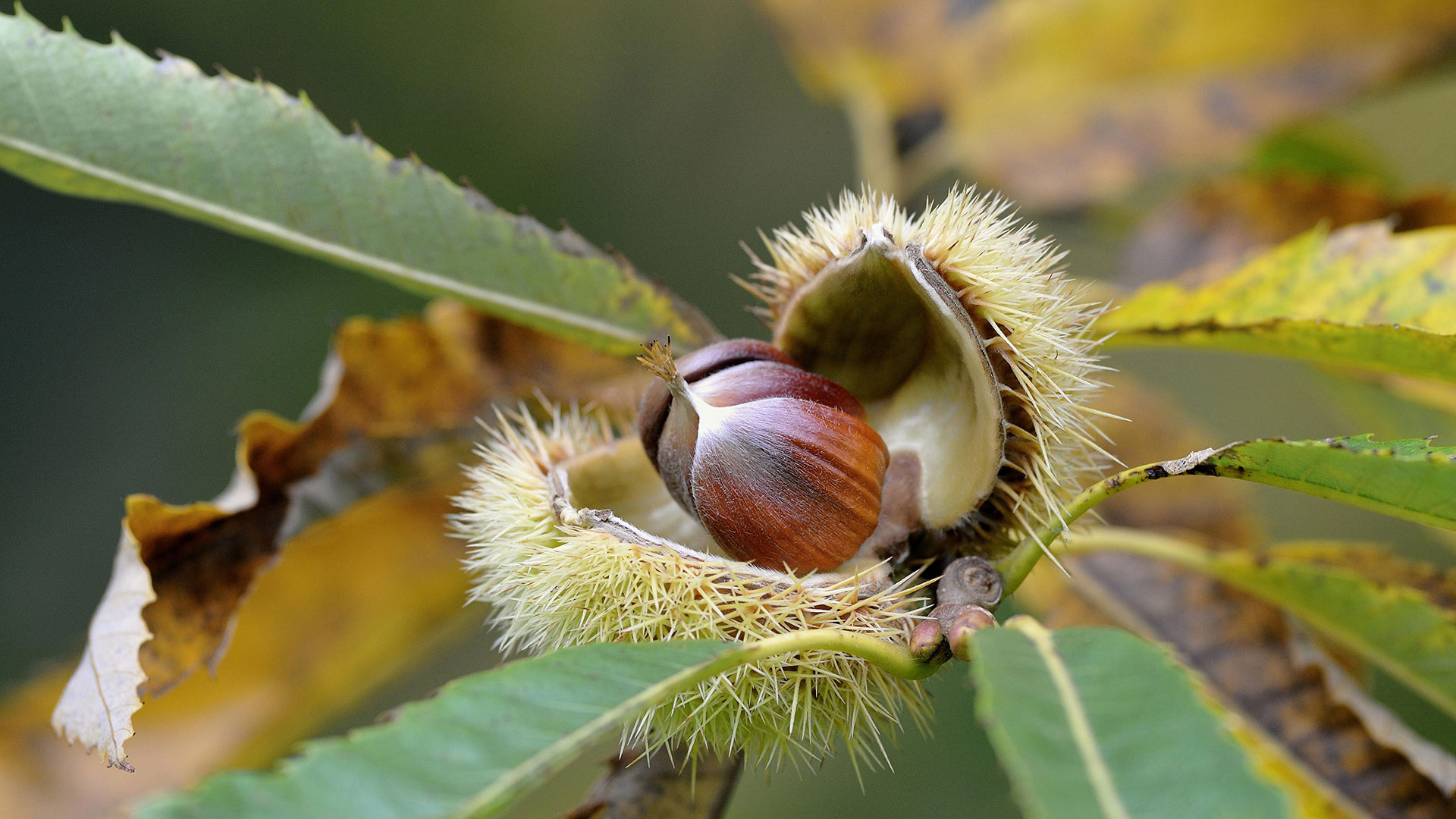 Reife Früchte einer Edelkastanie, Nordrhein-Westfalen (© Frederik/imageBROKER/Shutterstock)(Bing Deutschland)