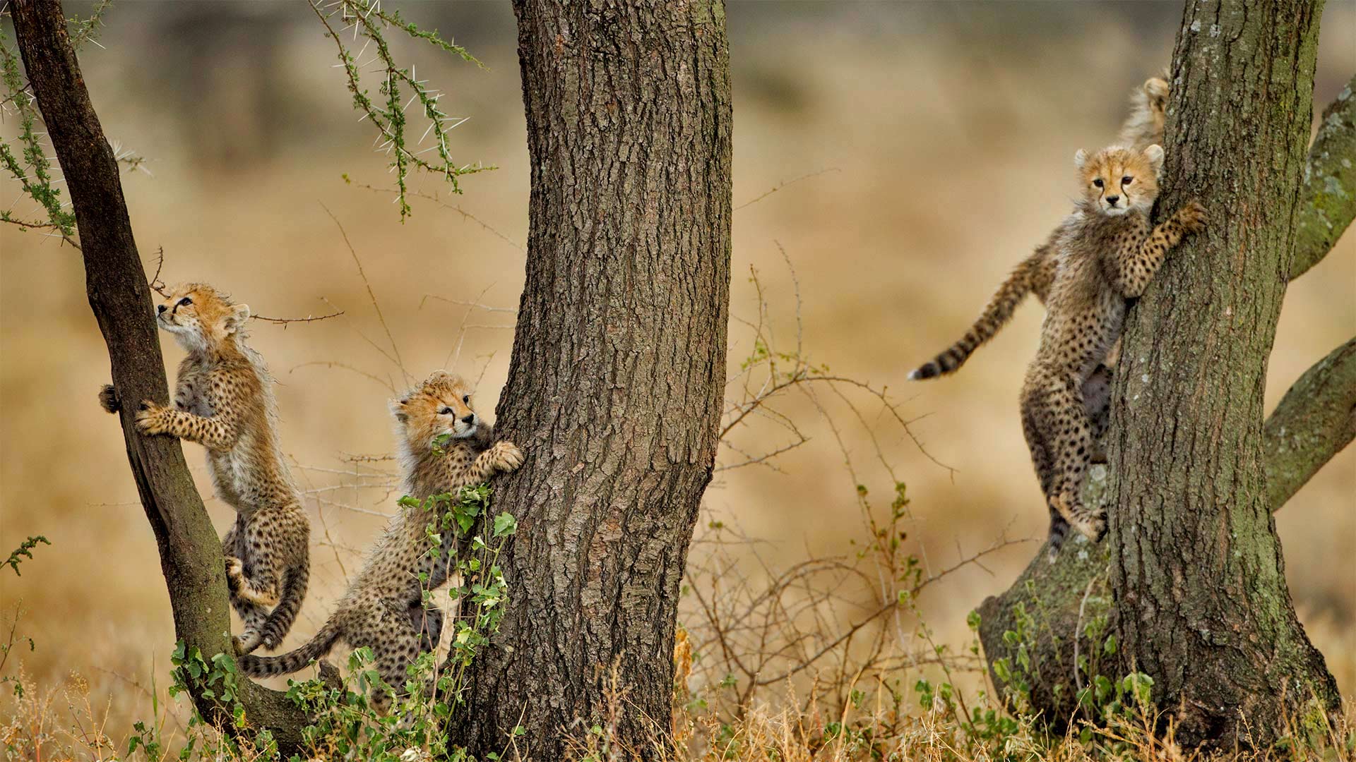 Cheetah cubs climbing acacia trees in Ngorongoro Conservation Area, Tanzania (© Paul Souders/Getty Images)(Bing United Kingdom)