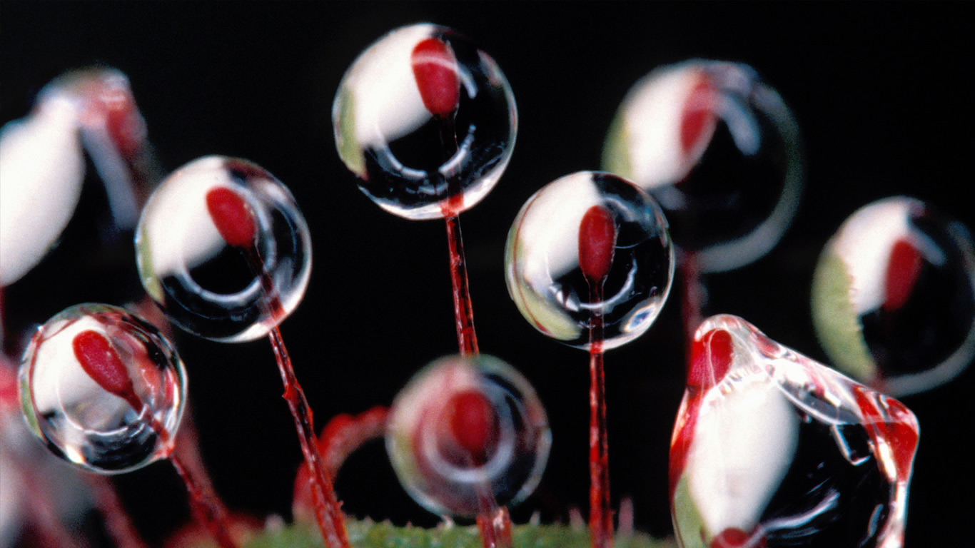 Rosy Sundew trichomes (Drosera hamiltonii), Australia (© Barry Rice/Visuals Unlimited)(Bing Australia)