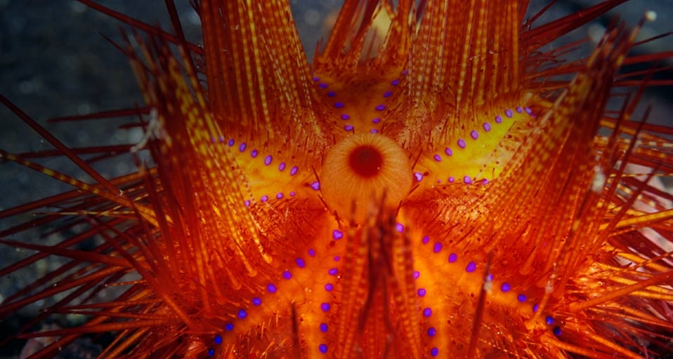 火海胆 -- Stuart Westmorland/Corbis &copy; (Bing China)
