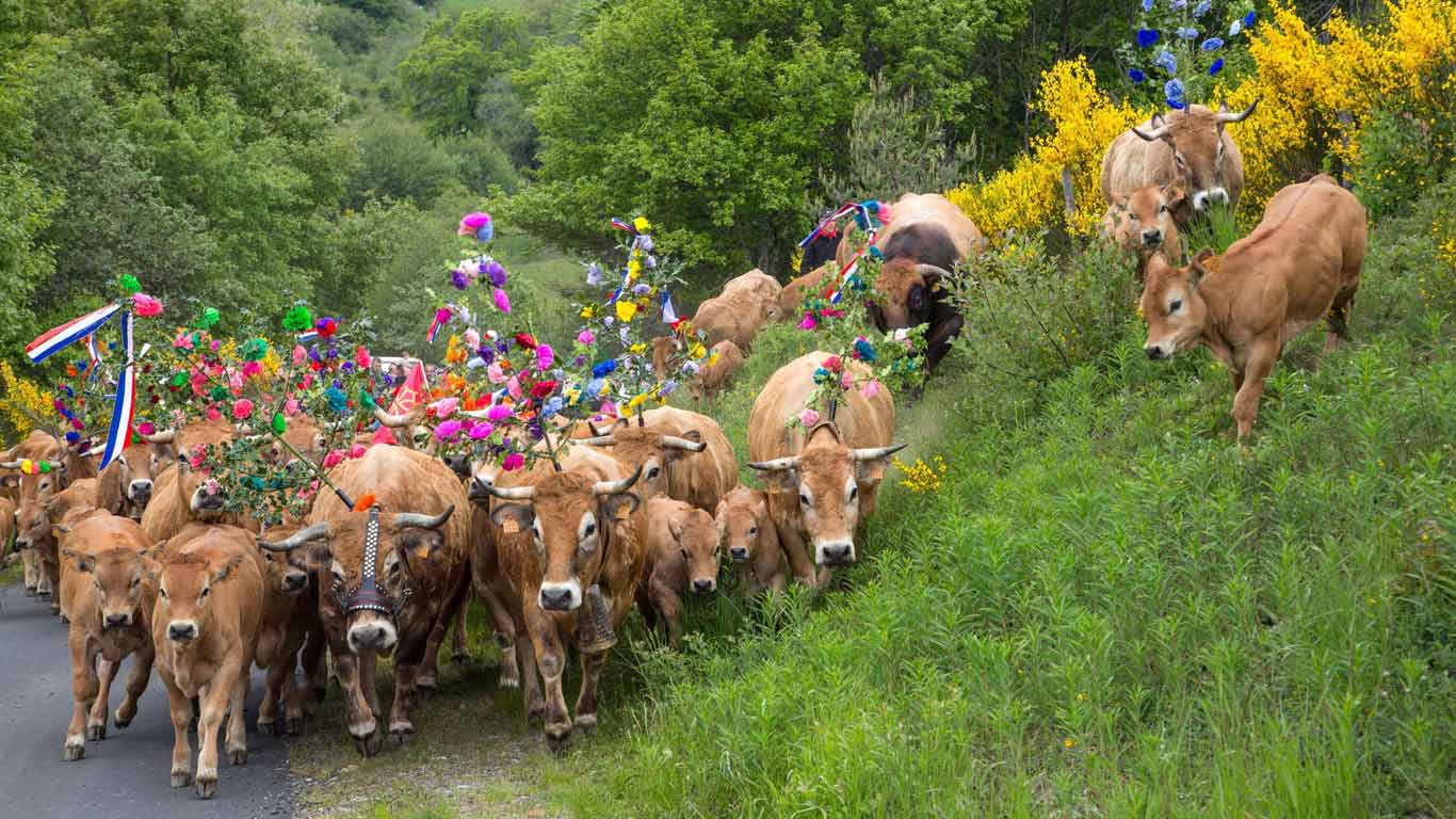 Fête de la transhumance en Lozère, Occitanie (© Patrick Forget/Alamy Stock Photo)(Bing France)