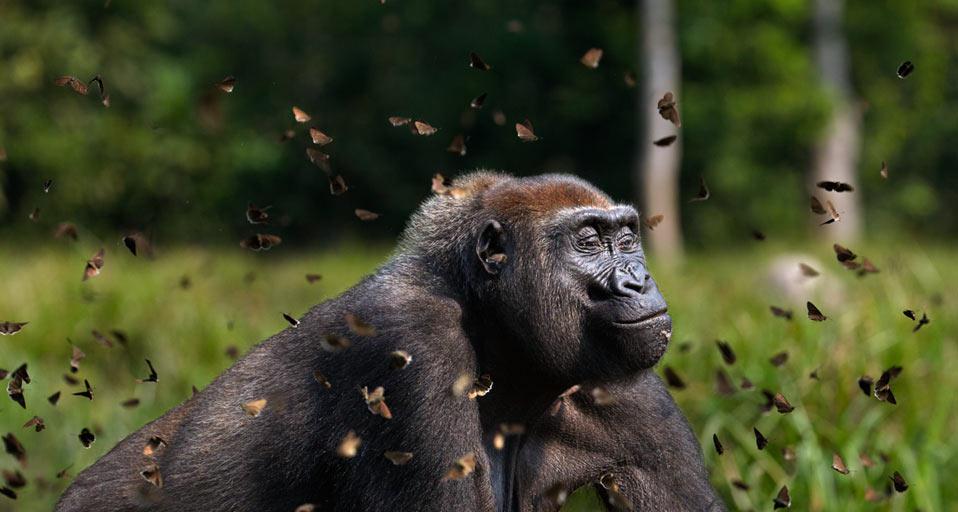 Western lowland gorilla female in a cloud of butterflies, Dzanga-Sangha Special Reserve, Central African Republic (© Anup Shah/Corbis)(Bing Canada)