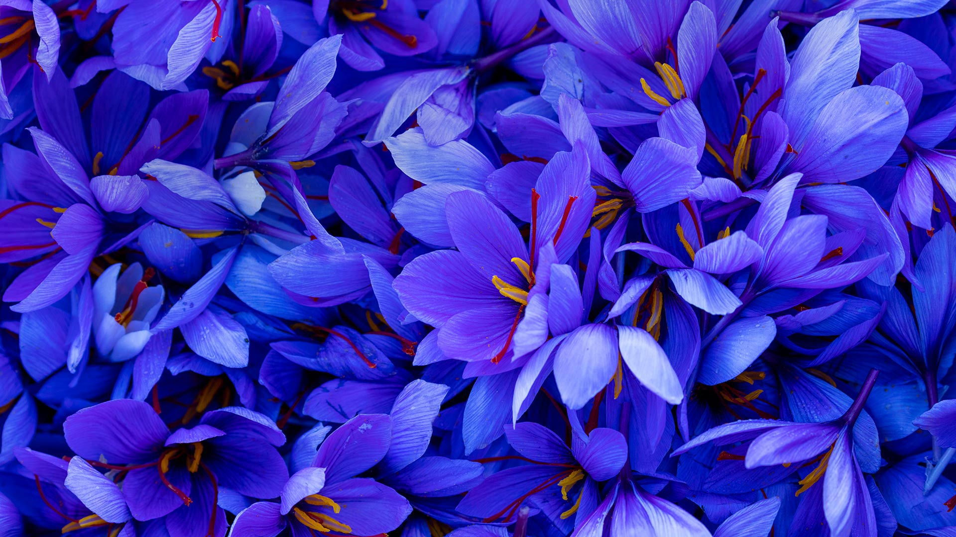 西班牙的藏红花 (© Juan-Carlos Munoz/Minden Pictures)(Bing China)