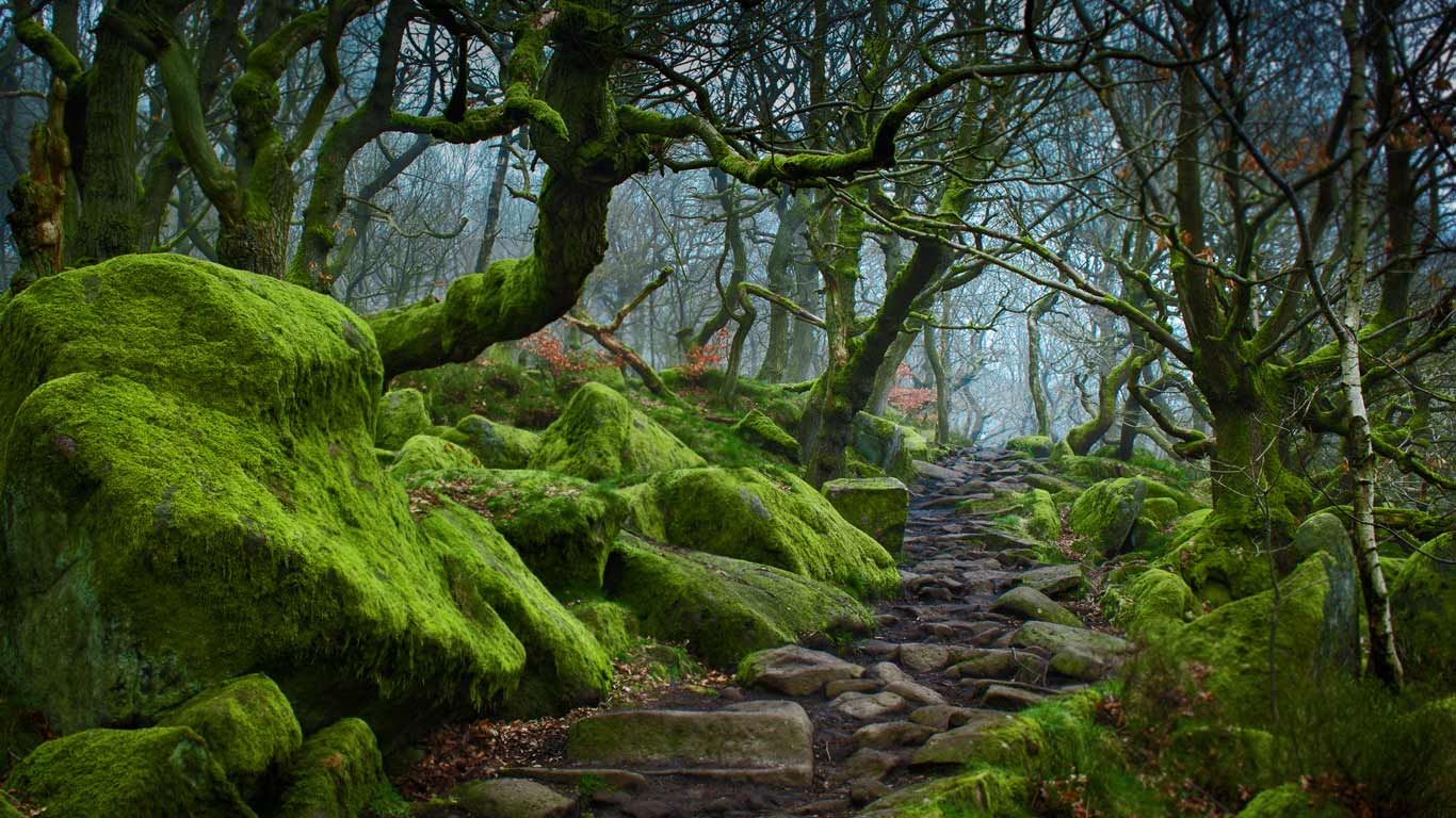 德比郡帕德利峡谷的林间小径 ，英国 (© James Mills/500px)(Bing China)