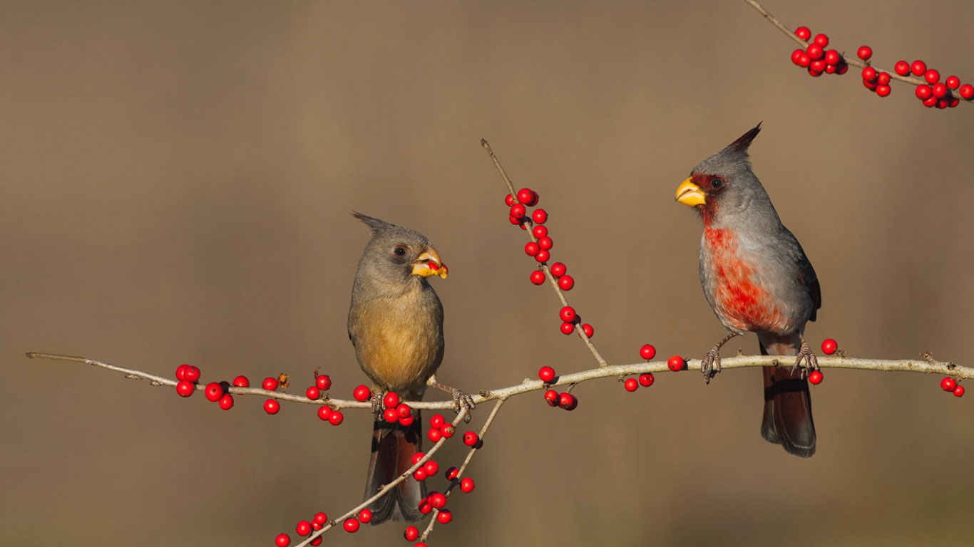 得克萨斯州斯塔尔县，正在吃冬青浆果的沙漠红雀 (© Bill Draker/Alamy)(Bing China)
