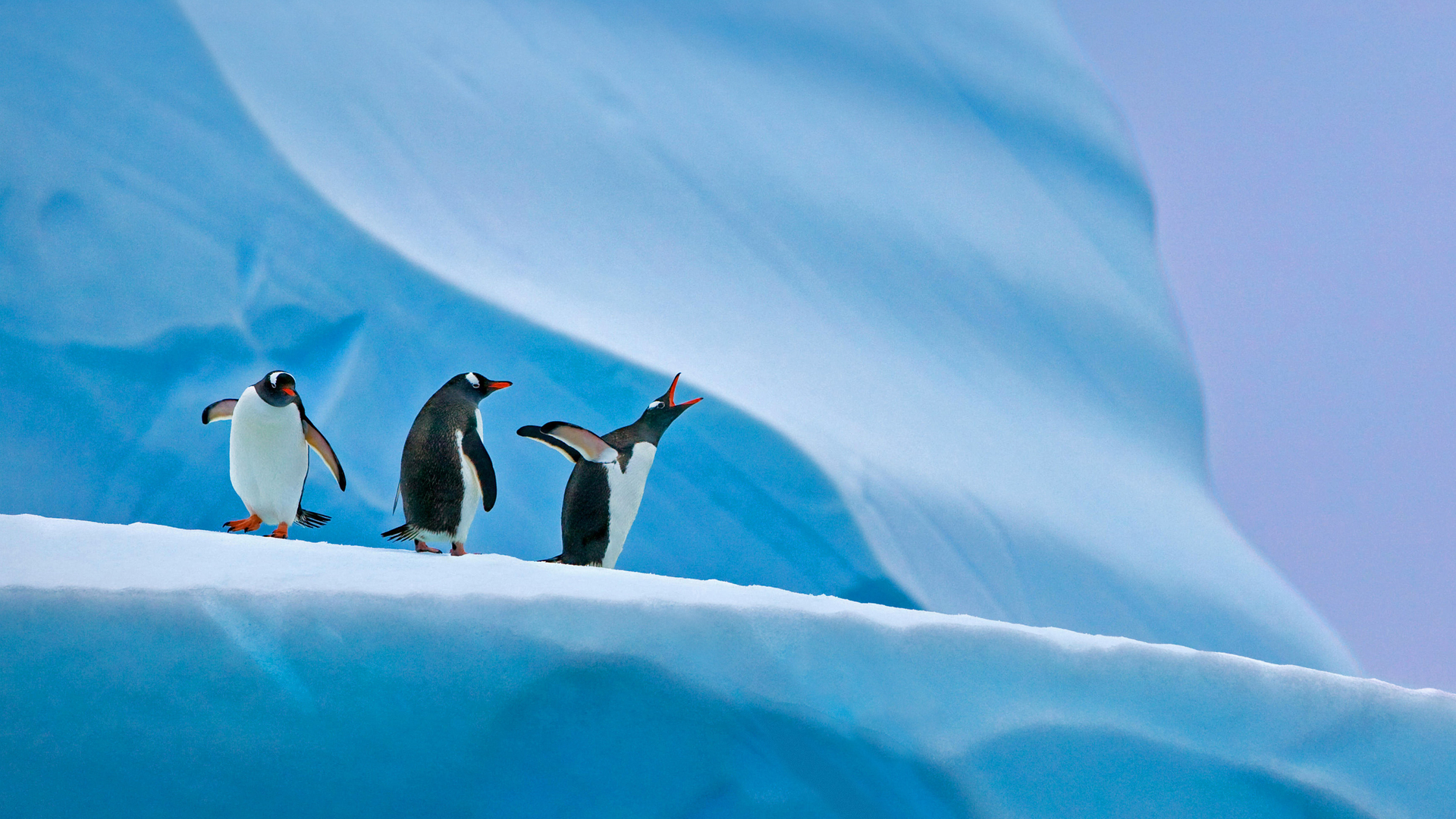 南极洲的巴布亚企鹅 (© Nature Picture Library/Alamy)(Bing China)