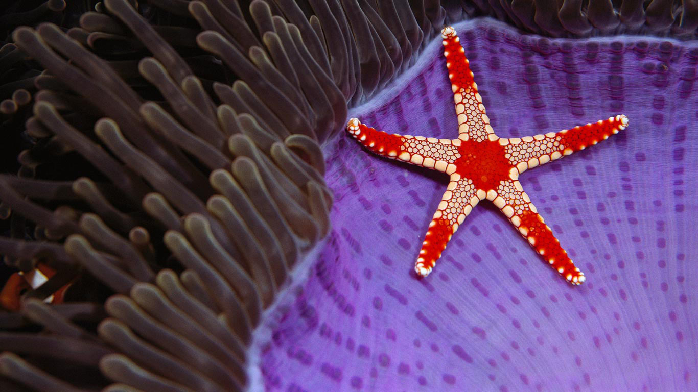 巨大海葵上的一枚海星， 西巴丹岛附近，婆罗洲 (© Norbert Wu/Minden Pictures)(Bing China)