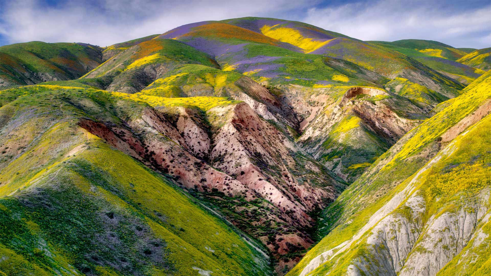 卡里佐平原国家纪念区的野花，加利福尼亚 (© Dennis Frates/Alamy)(Bing China)