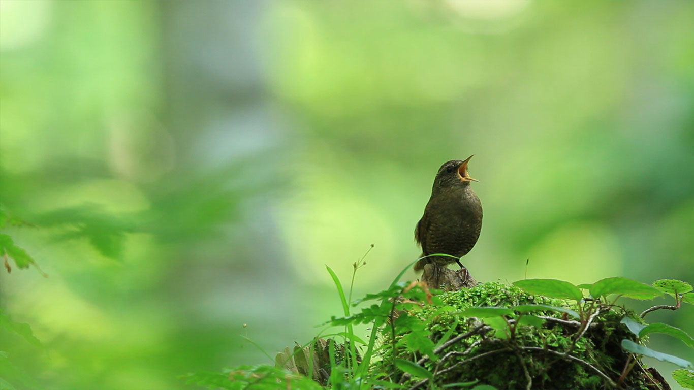 日本鸟取的鹪鹩(jiāoliáo) (© Photo: CorbisMotion/Music: Getty Images)(Bing China)