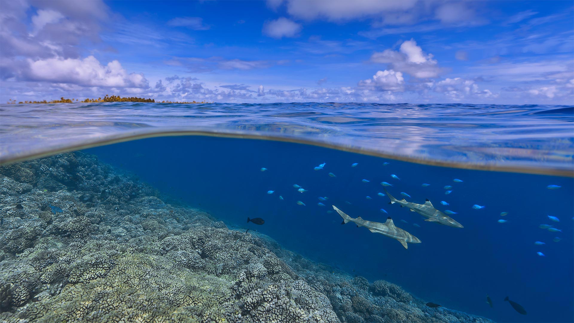 大溪地海岸附近的乌翅真鲨，法属波利尼西亚 (© Paul Mckenzie/Minden Pictures)(Bing China)