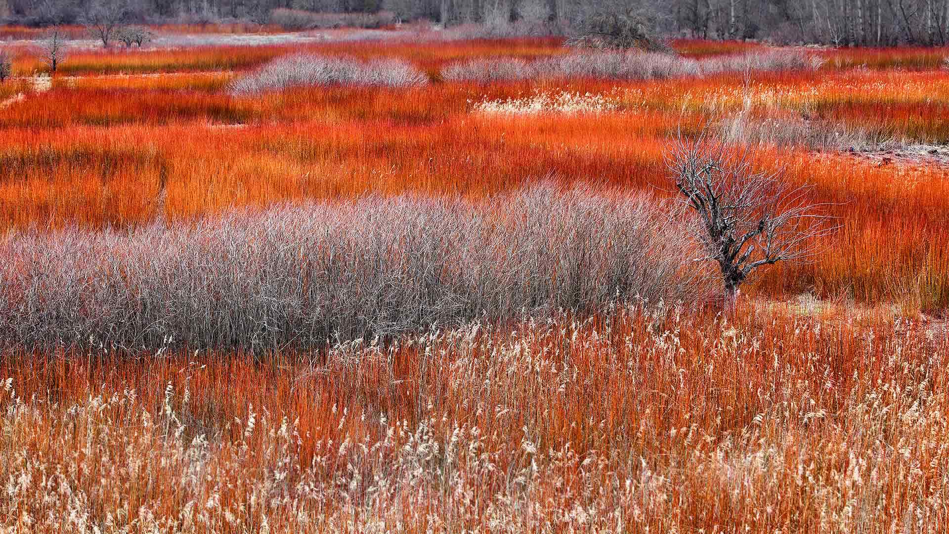 别致的柳条田野，西班牙Cañamares (© David Santiago Garcia/Alamy)(Bing China)
