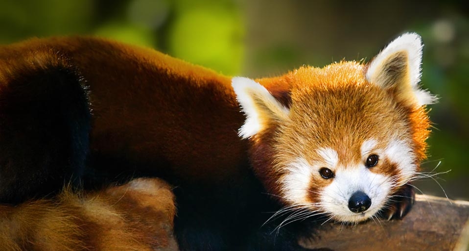 中国成都保护区内的小熊猫 (© Sue Bishop/Oxford Scientific/Getty Images) &copy; (Bing China)