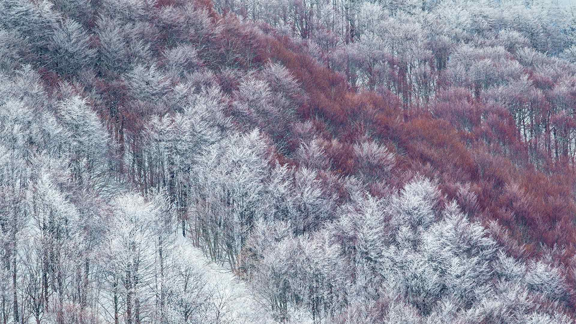 部分被雪覆盖的Val Cervara山坡上的老山毛榉林，意大利蒙帕赛诺 (© Bruno D