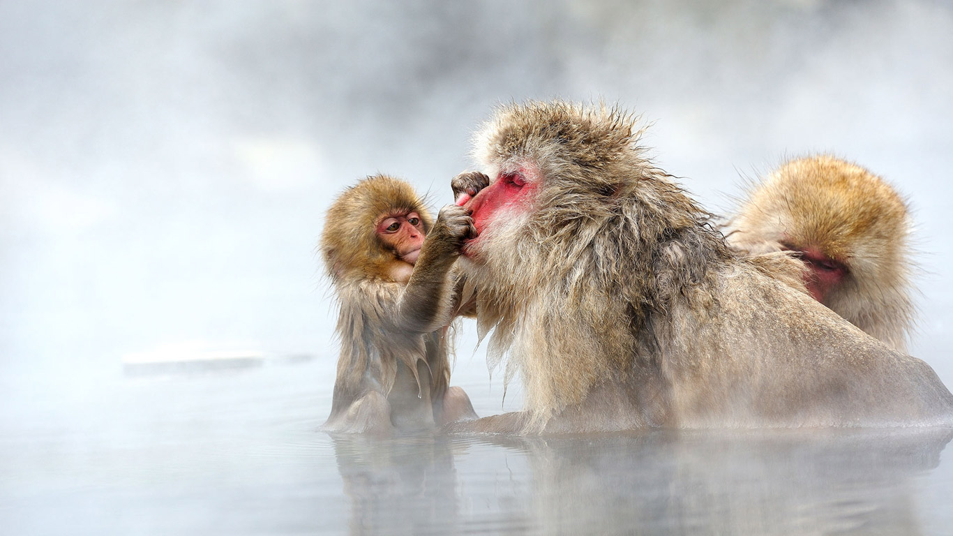｢サルのグルーミング｣長野県, 地獄谷野猿公苑 (© By Alan Tsai/Getty Images)(Bing Japan)