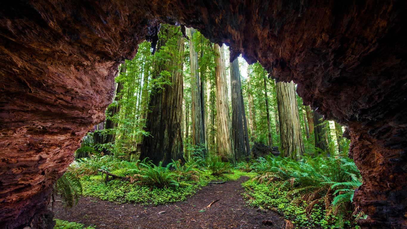Redwood trees at Jedediah Smith Redwoods State Park, California (© Cavan Images/Offset)(Bing Canada)