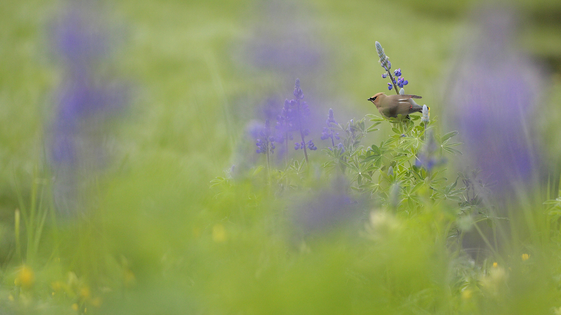 Adult Cedar Waxwing (Bombycilla cedrorum) perched on a flowering Nootka Lupin (Lupinus nootkatensis), Great Bear Rainforest, B.C. (© Jack Chapman/Minden Pictures)(Bing Canada)