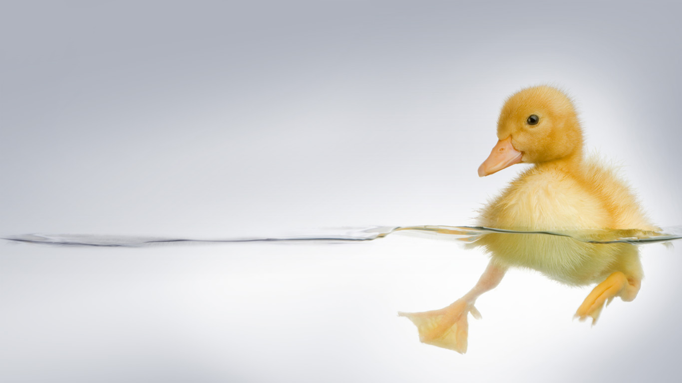 小黄鸭 (© Life on White/Purestock/SuperStock)(Bing China)