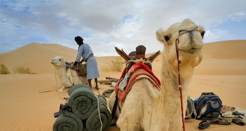 在撒哈拉沙漠中长途跋涉的骆驼 -- SUETONE Emilio/Photolibrary &copy; (Bing China)