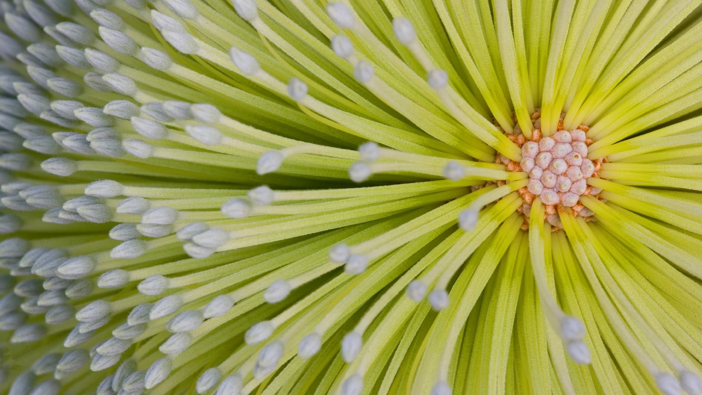 Banksia flower on Fraser Island in Queensland, Australia (© Peter Essick/Aurora Photos)(Bing Australia)