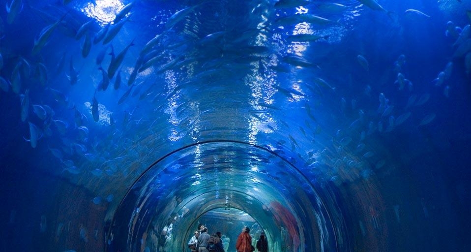 西班牙瓦伦西亚的水族馆 (© Rudi Sebastian/plainpicture) &copy; (Bing China)