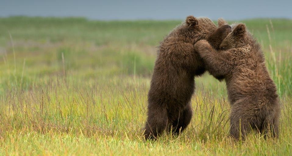 Two brown grizzly bears cubs, Alaska, U.S.A. (© Deb Garside/age fotostock) &copy; (Bing New Zealand)