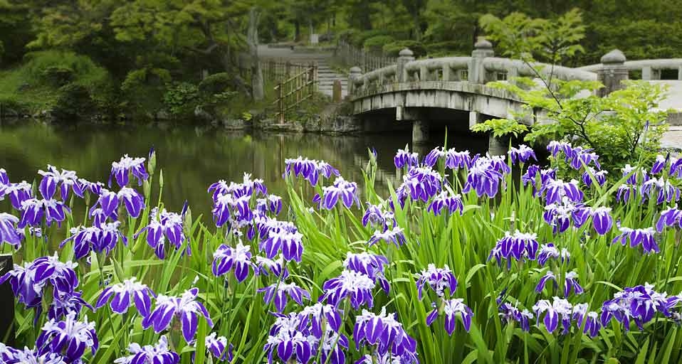 ｢円山公園のカキツバタ｣京都, 東山区 -- JTB Photo / Photolibrary &copy; (Bing Japan)