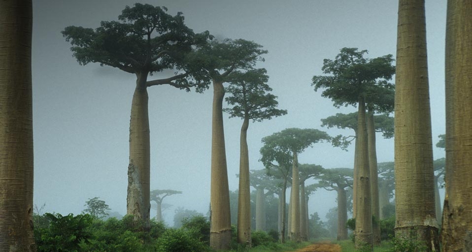 五月之夏：“岸头树子直如筠，谁遣相招住水滨” -- Anne Montfort/Photononstop/Photolibrary &copy; (Bing China)