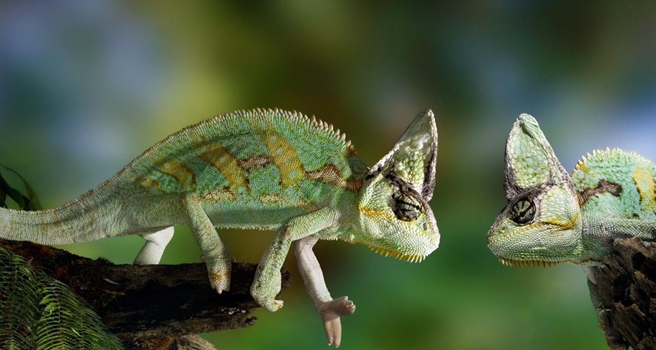 变色龙 (© Exactostock/SuperStock) &copy; (Bing China)