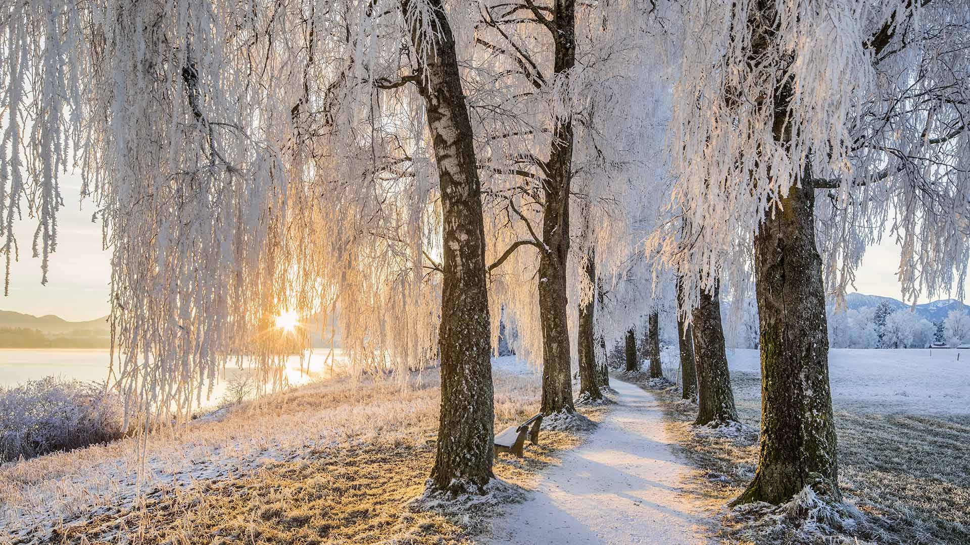 施塔弗尔湖畔乌芬附近的桦树大道，德国巴伐利亚 (© Reinhard Schmid/eStock Photo)(Bing China)