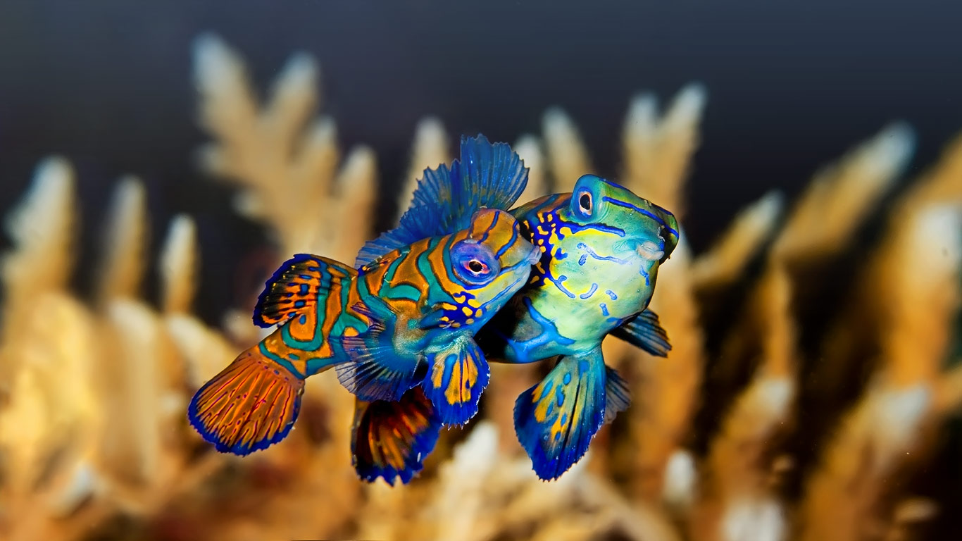 印尼布纳肯，一对亲密的麒麟鱼(鳜鱼) (© Martin Strmiska/Alamy)(Bing China)