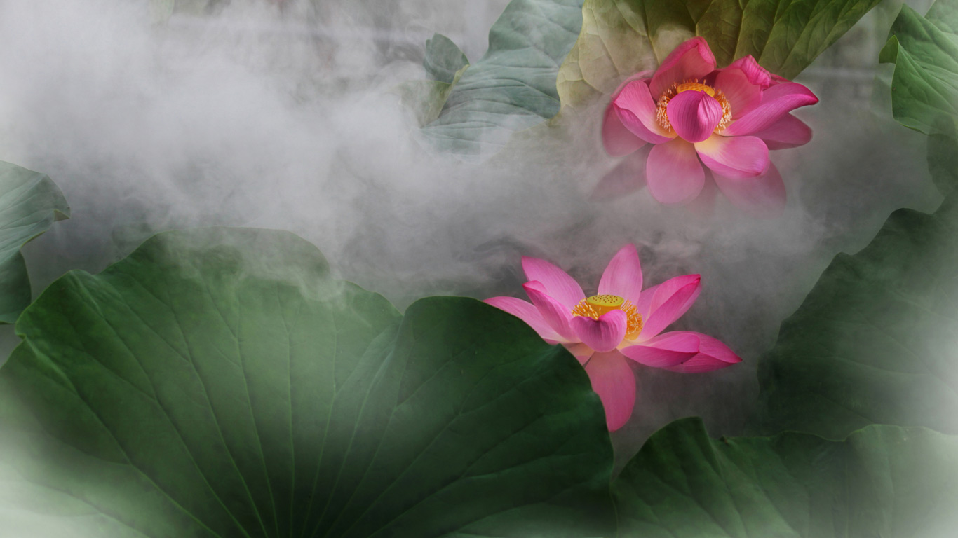 荷花 (© View Stock/Getty Images)(Bing China)