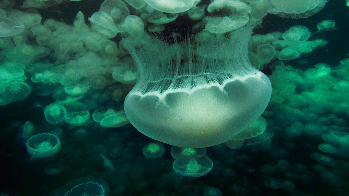 月亮水母 (© Hiroya Minakuchi/Minden Pictures)(Bing China)