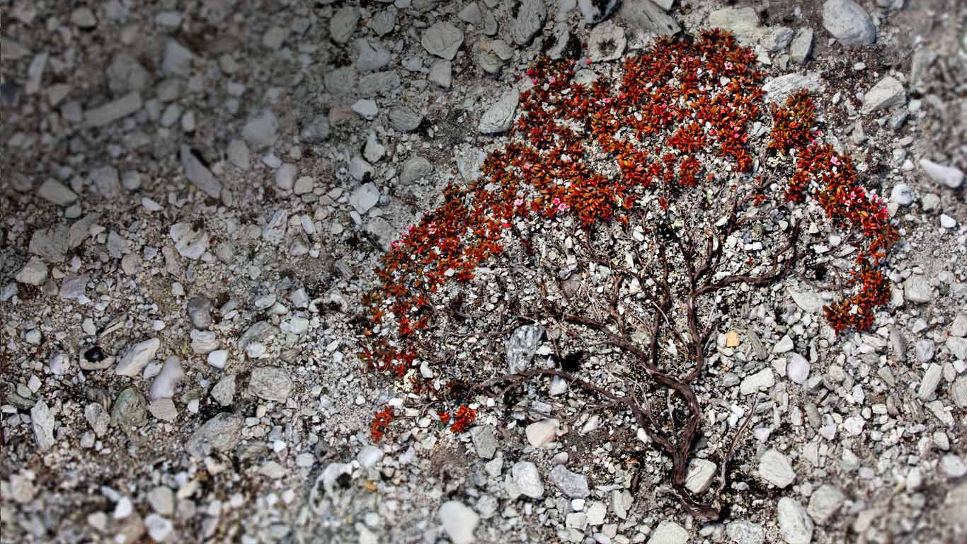 Trailing azalea growing on a scree slope in Rondane National Park, Norway (© Radomir Jakubowski/Minden Pictures)(Bing Canada)