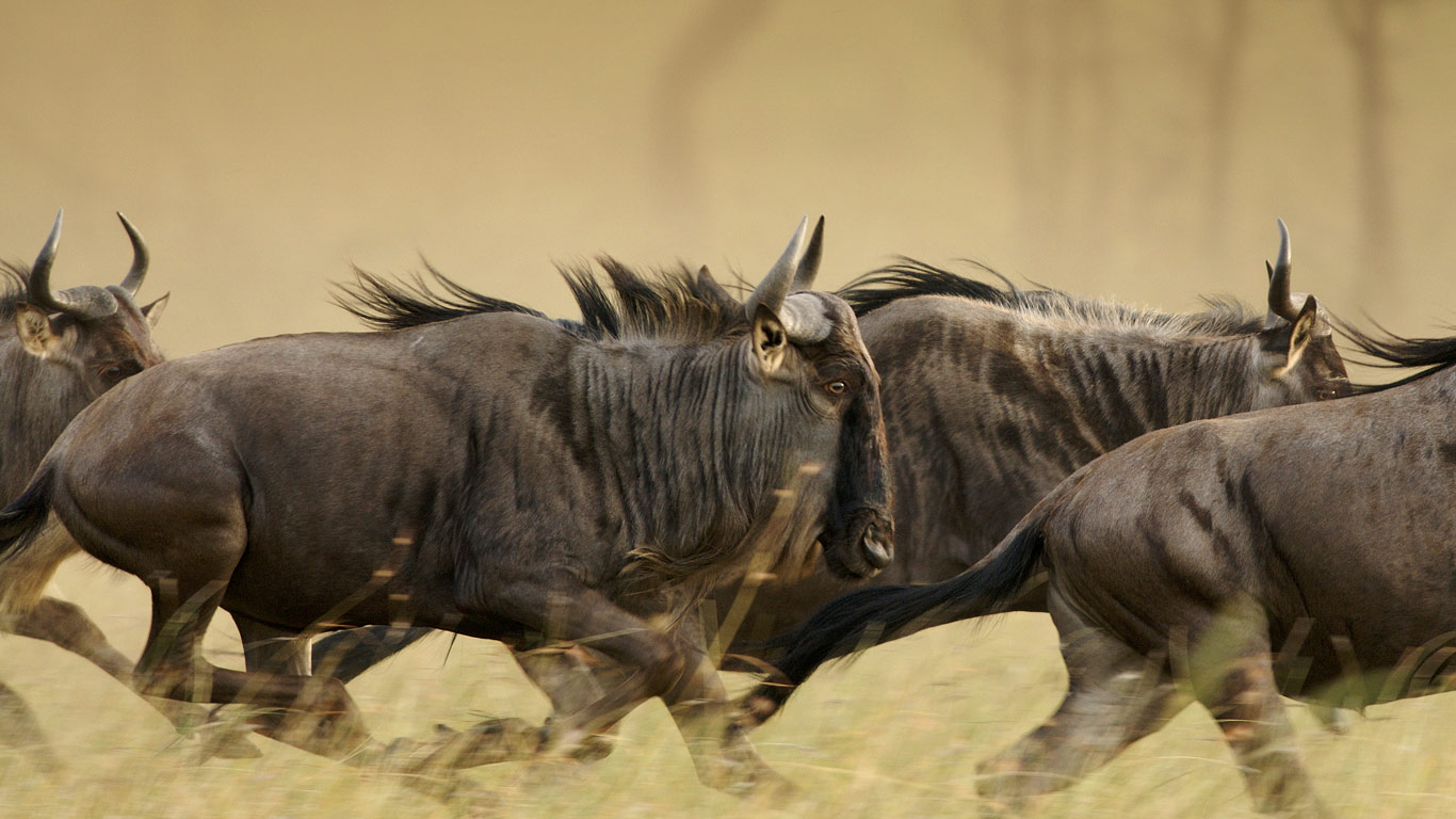 Blue wildebeests on the Musabi Plains in the Serengeti National Park, Tanzania (© Adrian Bailey/Aurora)(Bing Canada)