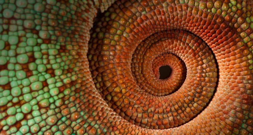马达加斯加变色龙的尾巴 (© Joe McDonald/Corbis) &copy; (Bing China)