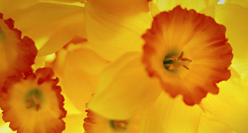 Narcissus -- Ips Co Ltd/Photolibrary &copy; (Bing Australia)