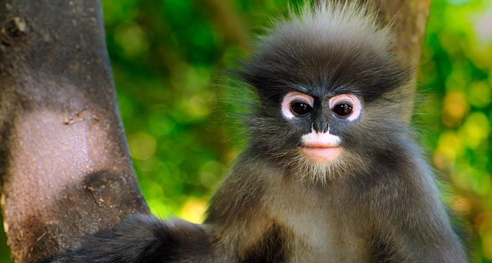 Dusky leaf monkey, Khao Sam Roi Yot National Park, Thailand (© Thomas Marent/Visuals Unlimited/Corbis) &copy; (Bing United States)