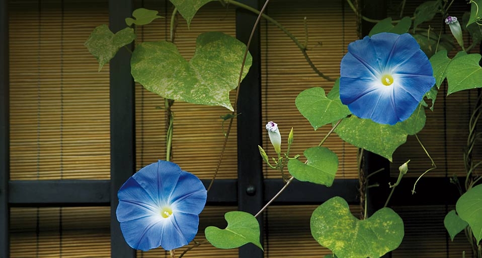 ｢朝顔｣岐阜, 高山市 -- Amana Productions/Photolibrary &copy; (Bing Japan)