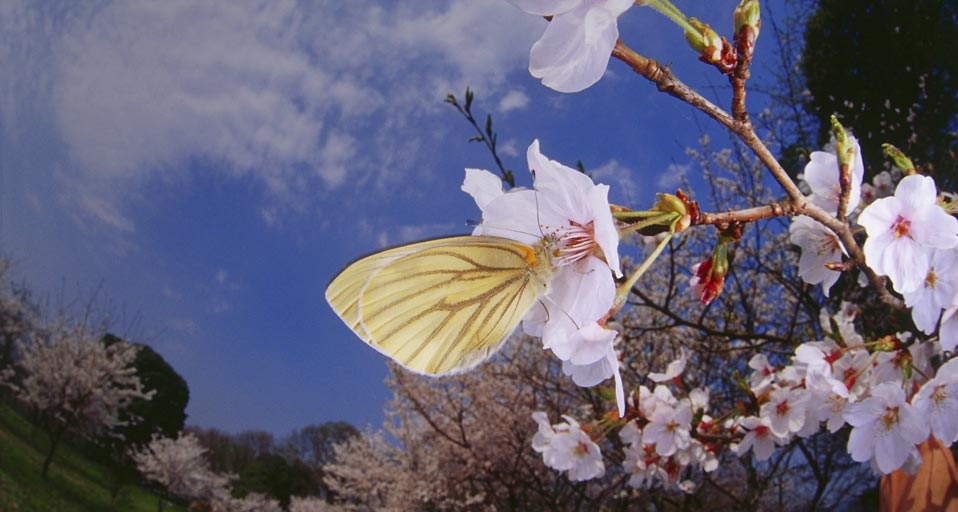 广角镜头下的“蝴蝶采花” -- Kenzo Ohya/Dex Image/Photolibrary &copy; (Bing China)