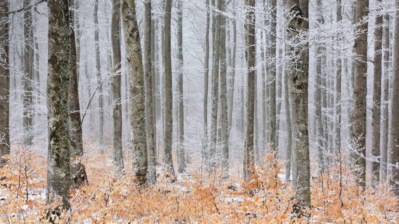 Forêt gelé, sentier de la Serreyrède dans le parc national des Cévennes (© Hemis/Alamy Stock Photo)(Bing France)