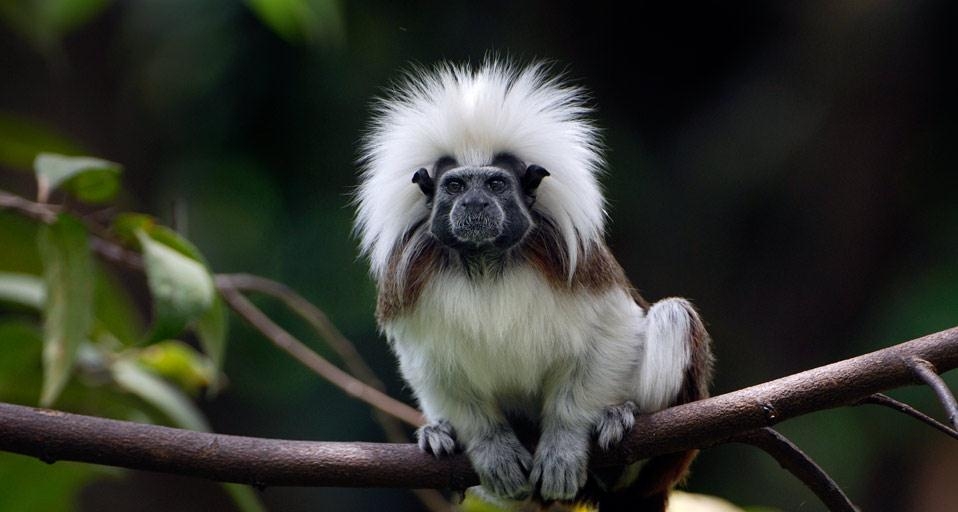 哥伦比亚北部的绒顶柽柳猴 (© Thomas Marent/Corbis) &copy; (Bing China)