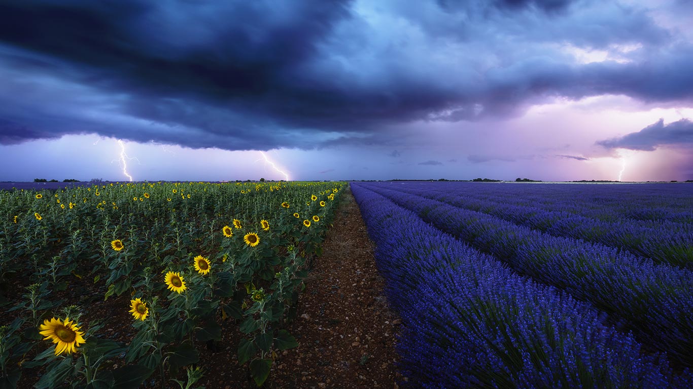 暴风雨下的薰衣草和向日葵花田，法国普罗旺斯 (© beboy/Shutterstock)(Bing China)