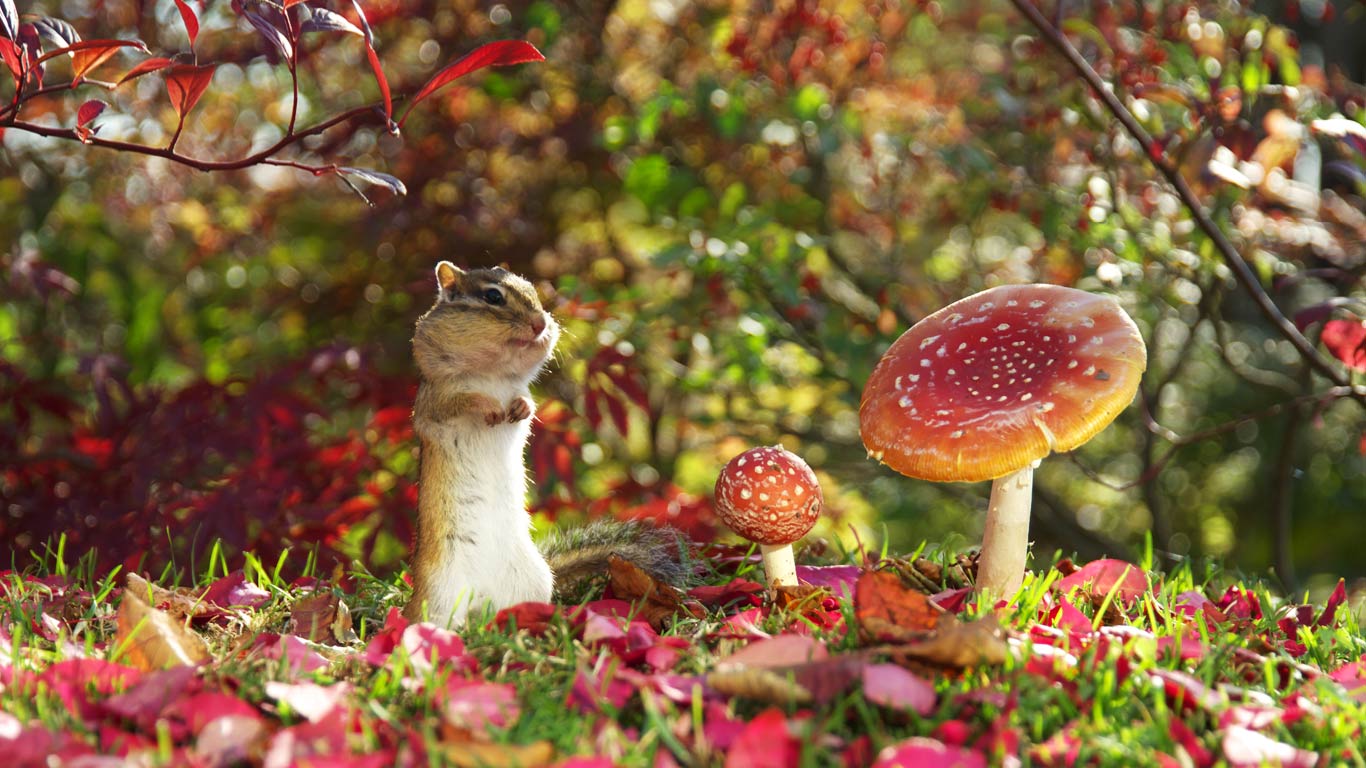 ｢キノコとエゾシマリス｣北海道, 天塩郡 (© Datacraft＼UIG/age fotostock)(Bing Japan)