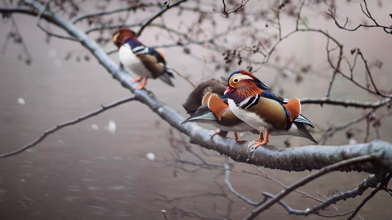 Mandarin ducks perched on a branch (© Thomas Langley/Alamy)(Bing Canada)