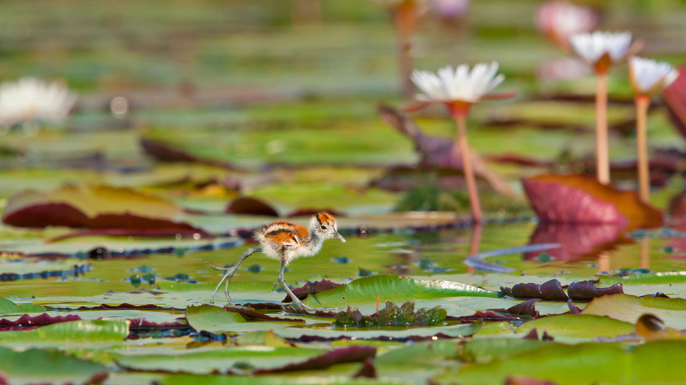 【今日夏至】丘比国家公园内的非洲水雉小鸡，博茨瓦纳 (© Brendon Cremer/Minden Pictures)(Bing China)