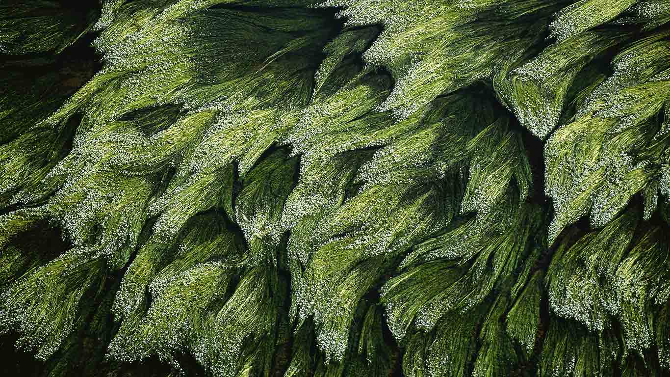 Végétation subaquatique dans la Loire près de Digoin, Saône-et-Loire (© Yann Arthus-Bertrand/Getty Images)(Bing France)
